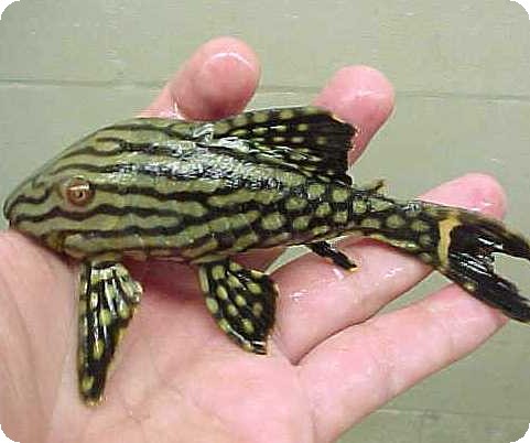 L330 Watermelon Pleco - 9 inches